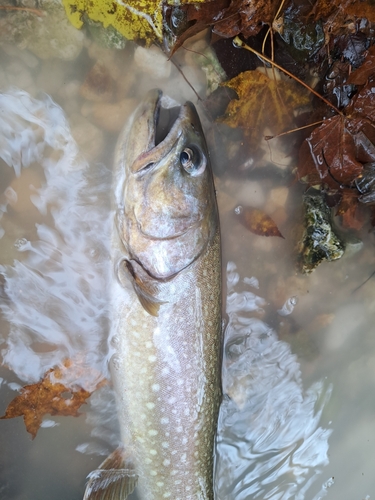 アメマスの釣果