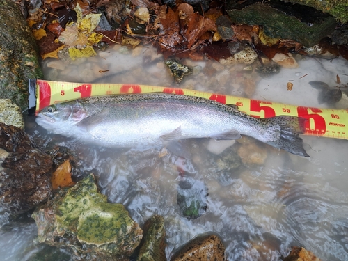 ニジマスの釣果