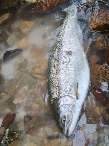 ニジマスの釣果