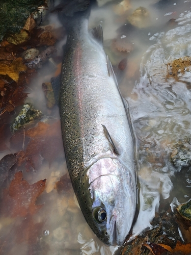 ニジマスの釣果