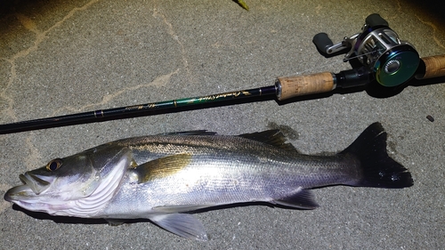 スズキの釣果