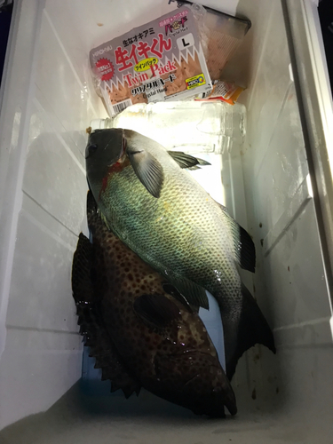 メジナの釣果