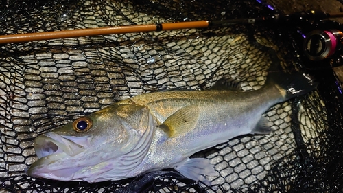 スズキの釣果