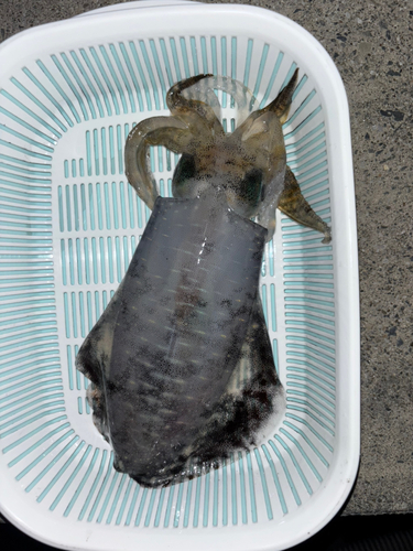 イカの釣果