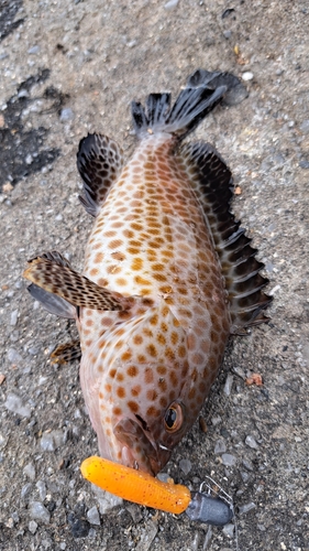 オオモンハタの釣果