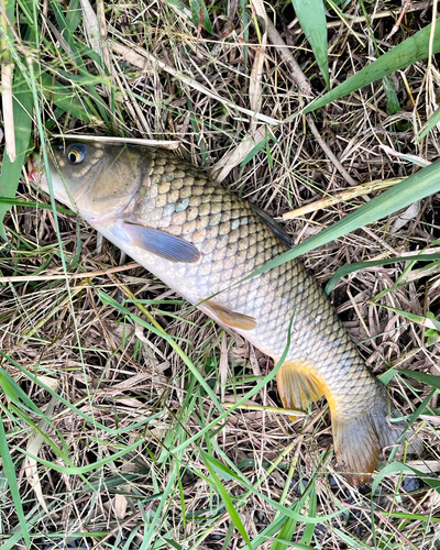 コイの釣果