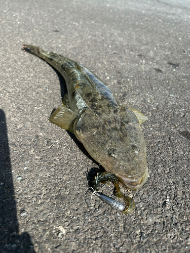 マゴチの釣果