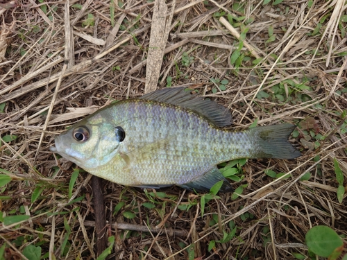 ブルーギルの釣果