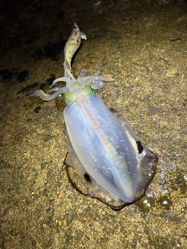 アオリイカの釣果