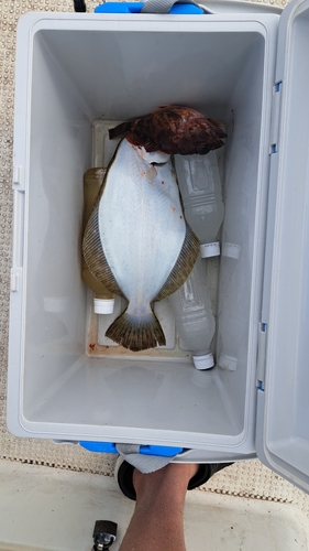 アラカブの釣果