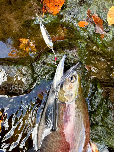 ヒメマスの釣果