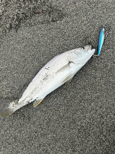 ニベの釣果