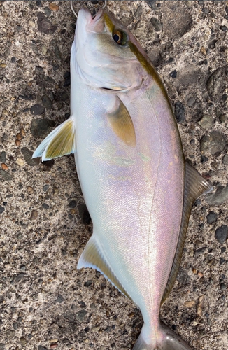 カンパチの釣果