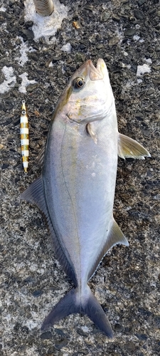 カンパチの釣果