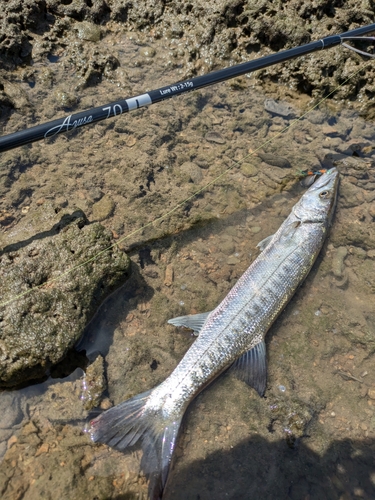 カマスの釣果