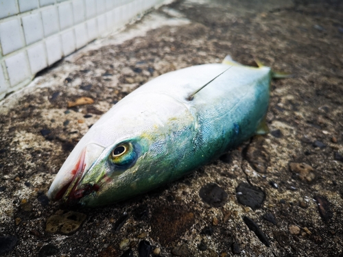 イナダの釣果