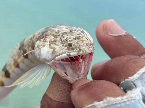 エソの釣果