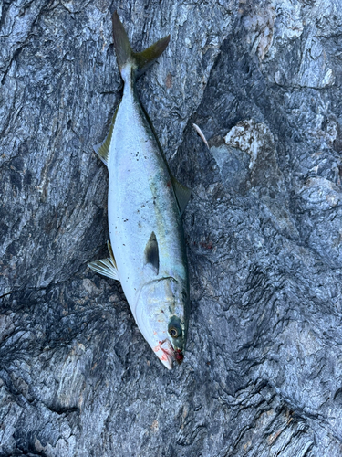 ヤズの釣果