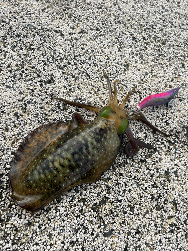 アオリイカの釣果