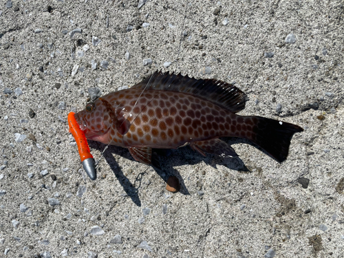 オオモンハタの釣果