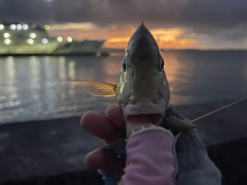 ハナフエフキの釣果