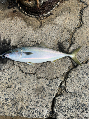 ハマチの釣果