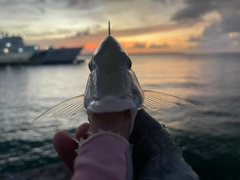 タテシマフエフキの釣果