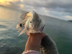 アミメフエダイの釣果