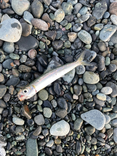 ウルメイワシの釣果