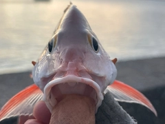 ヒメフエダイの釣果