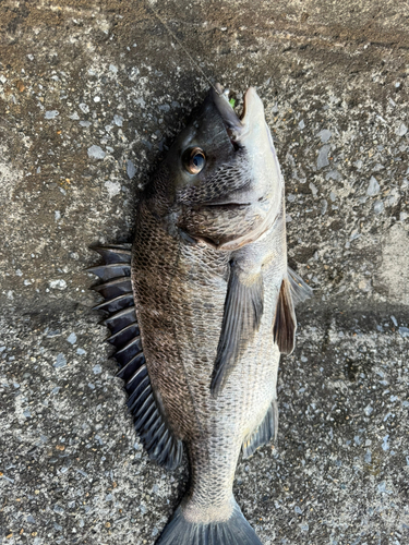 クロダイの釣果