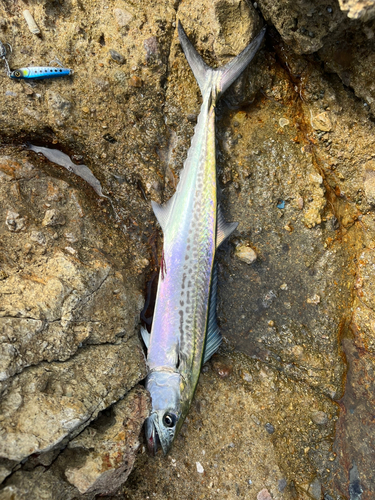 サゴシの釣果