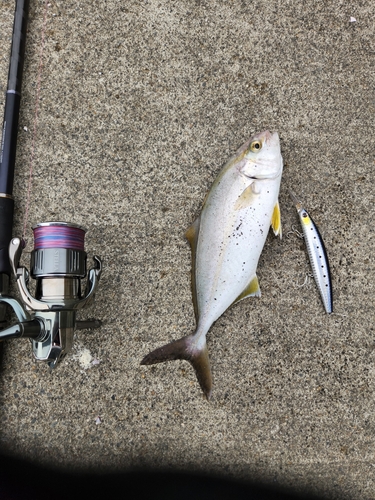 ショゴの釣果