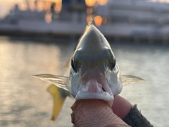 ヒトスジタマガシラの釣果