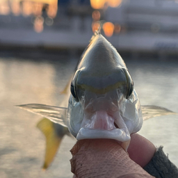 ヒトスジタマガシラ