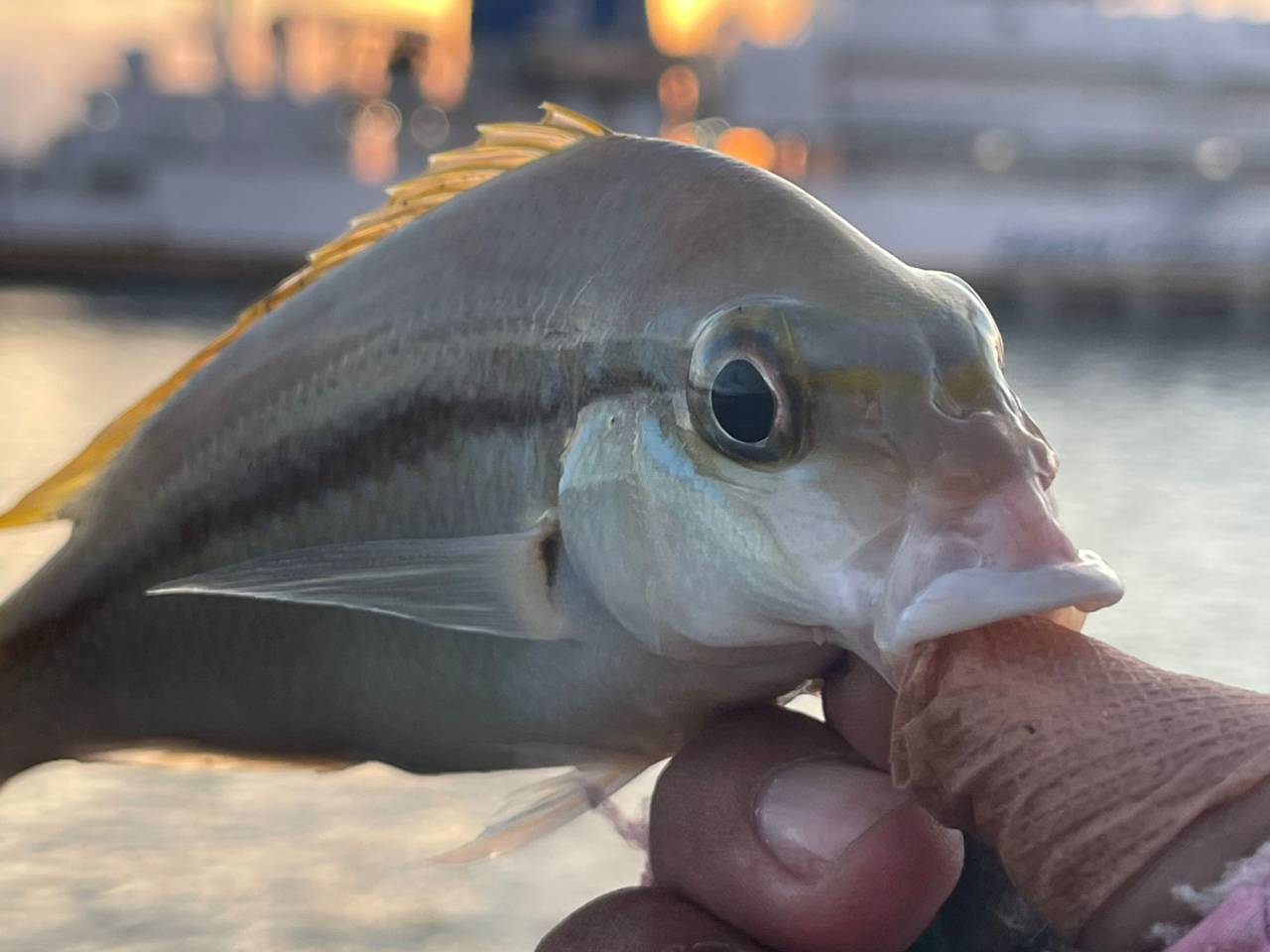 ヒトスジタマガシラ