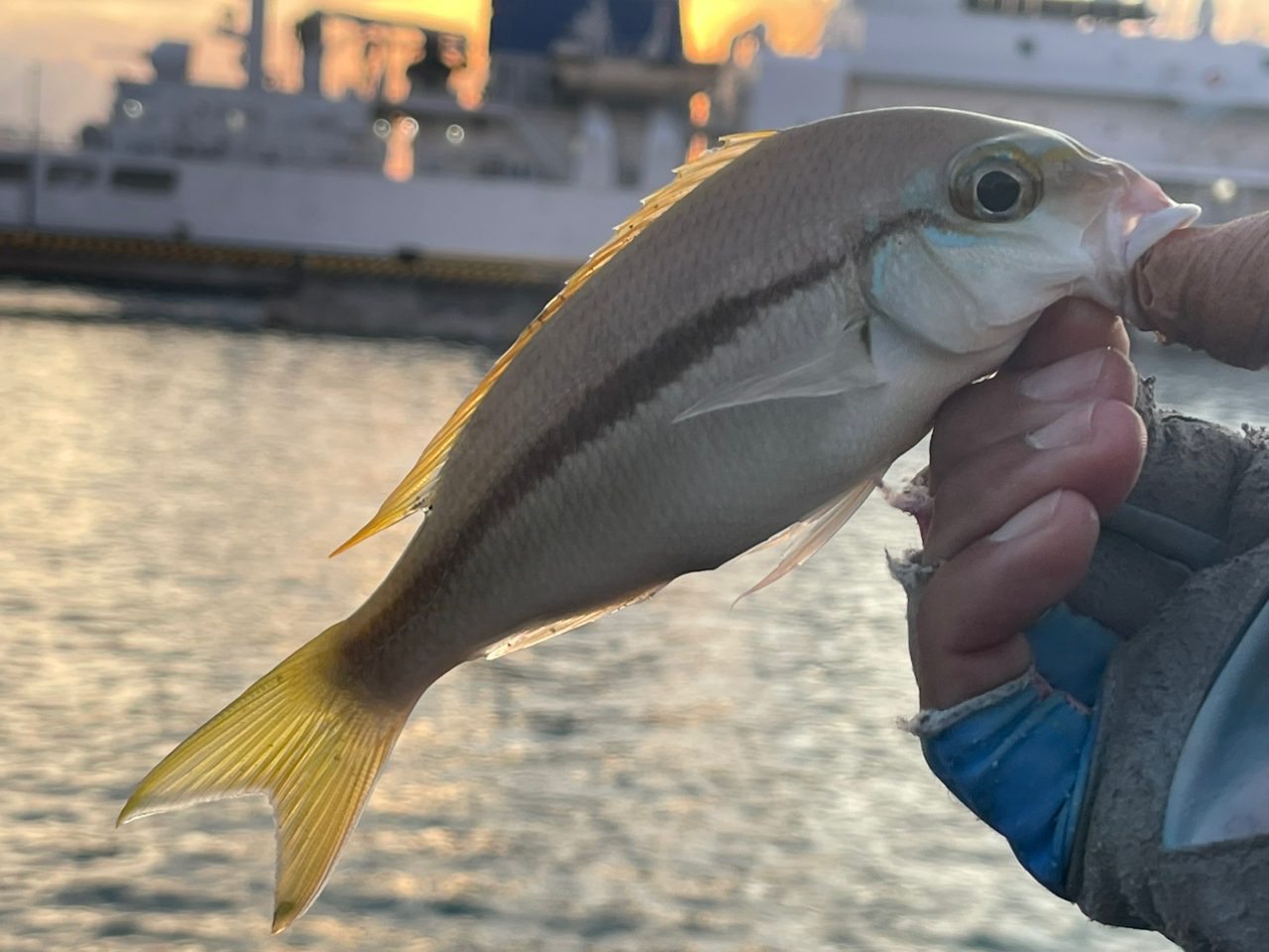 ヒトスジタマガシラ