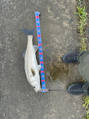 スズキの釣果