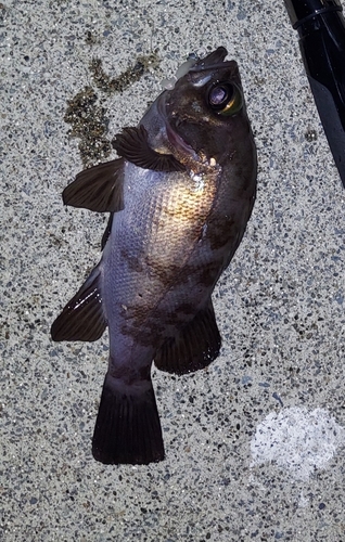 シロメバルの釣果