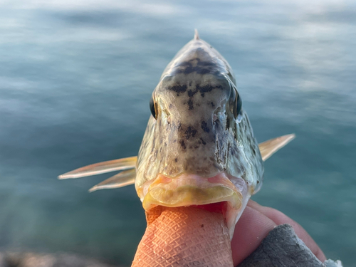 ムネアカクチビの釣果