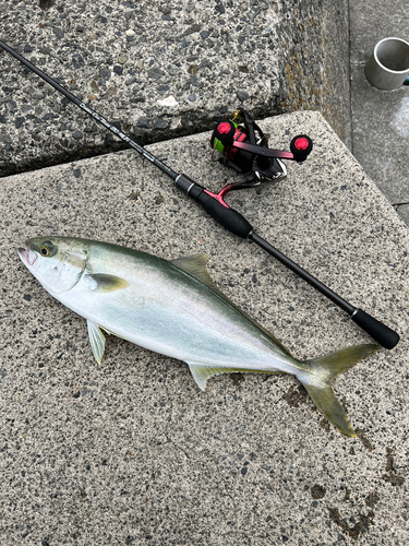 ヒラマサの釣果