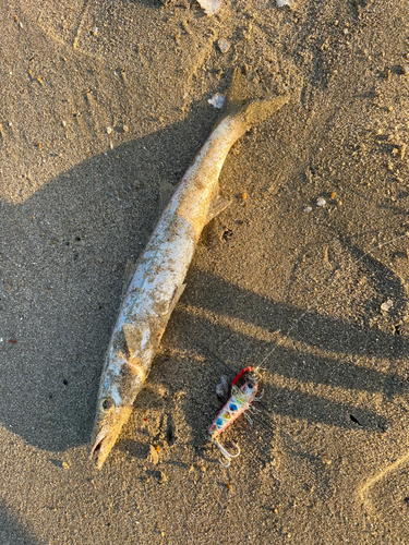 カマスの釣果