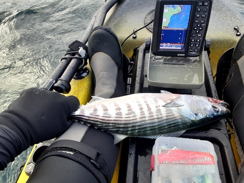 ハガツオの釣果