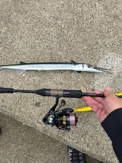 ダツの釣果