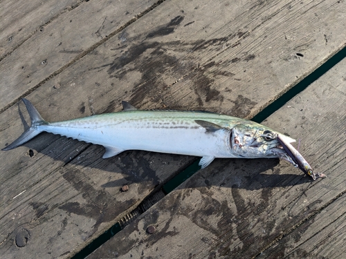 サゴシの釣果