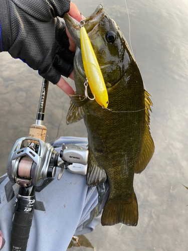 スモールマウスバスの釣果