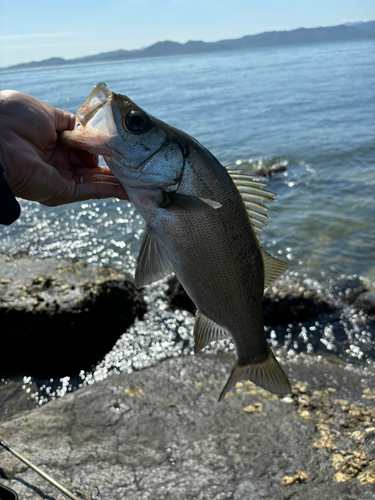 ヒラスズキの釣果