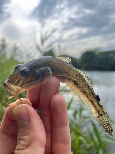 ハゼの釣果