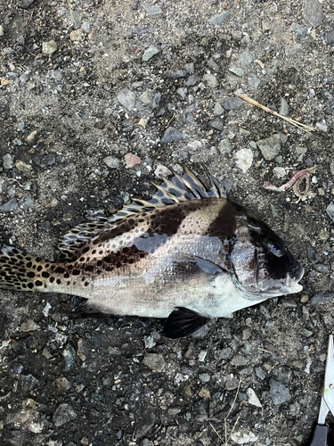 コショウダイの釣果