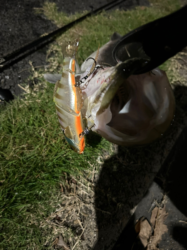 スズキの釣果